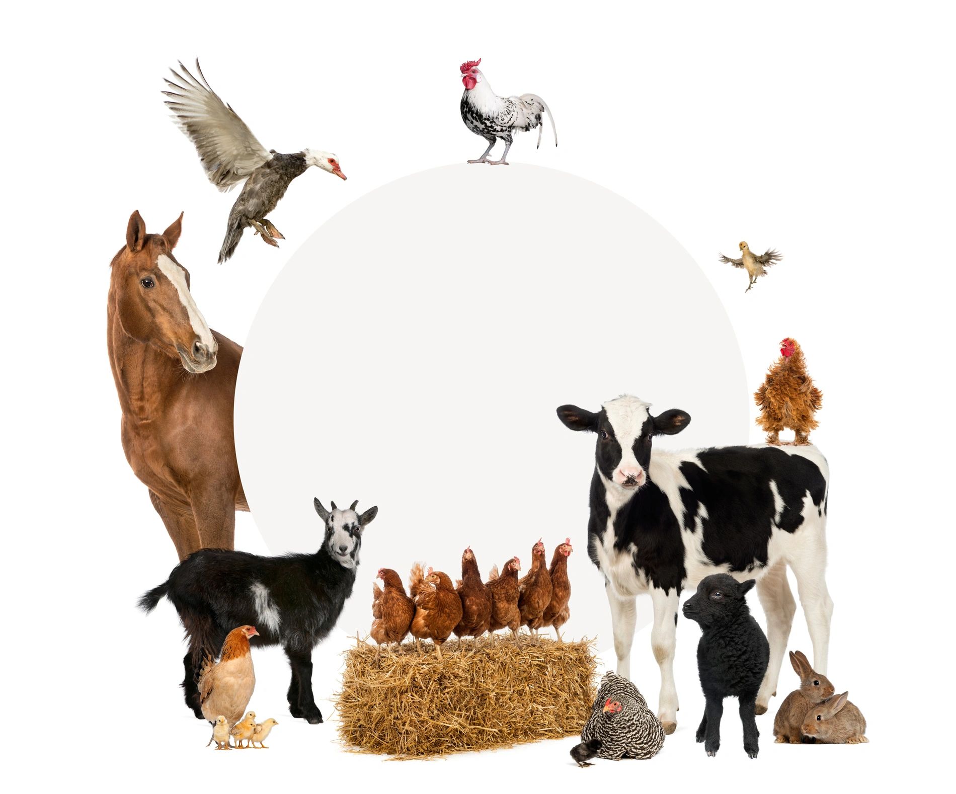 Petshop storefront with a range of pet supplies