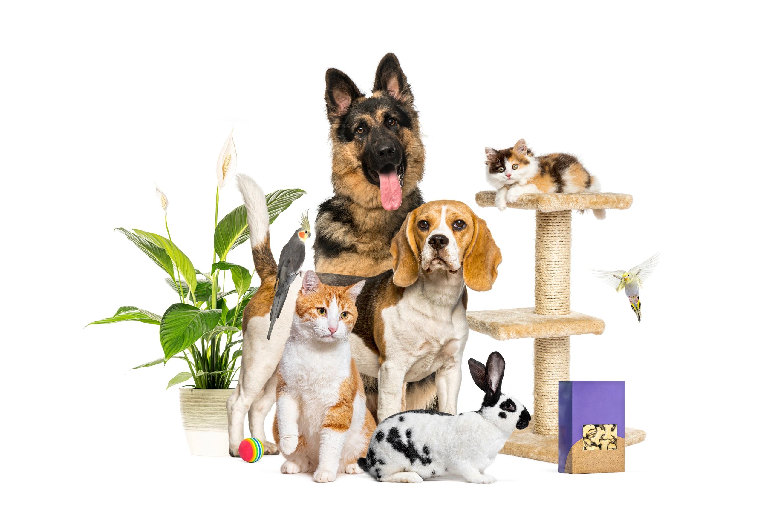 Premium Pet Food Selection